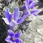 Campanula celsii Flor