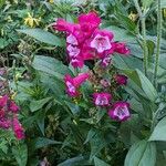 Penstemon hartwegii عادت