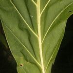 Pentagonia wendlandii Hoja