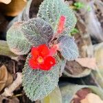 Episcia cupreata ᱵᱟᱦᱟ
