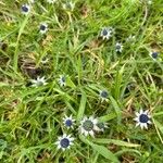 Eryngium heterophyllum Floro