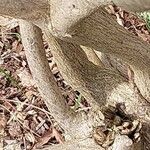 Wisteria sinensis Bark