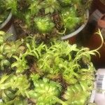 Sedum japonicum Hoja