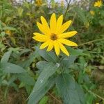 Helianthus divaricatus Blomst