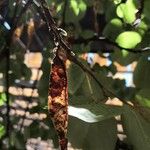 Cercis siliquastrum Fruit