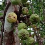 Ficus hispida Fruto