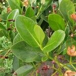 Clusia criuva Hoja