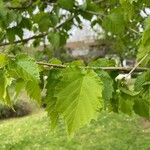 Corylus colurnaFolio