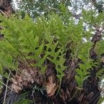 Drynaria roosii Hoja