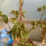 Begonia clarkei Cvet