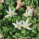 Crocus vernusFlor