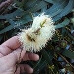 Eucalyptus globulus Blomst
