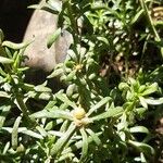 Portulaca pilosa List