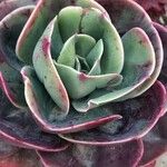 Echeveria spp. Leaf