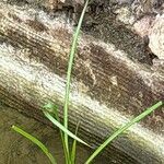 Eryngium pandanifoliumLeaf