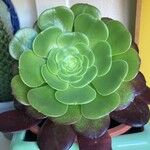 Aeonium arboreum Blad