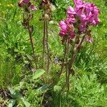 Pedicularis cenisia Flower