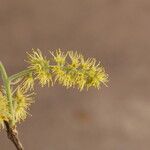 Combretum molle Flower
