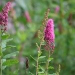 Spiraea salicifoliaVirág