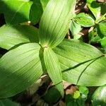 Epipactis helleborineLeht