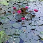 Nymphaea rubra Flower