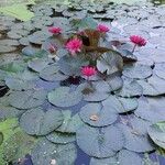 Nymphaea rubra Кветка