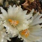 Ariocarpus retusus Çiçek