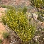 Ephedra viridis Virág