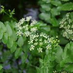 Berula erecta Blad