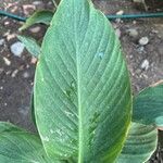 Canna × hybrida Folha