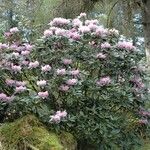 Rhododendron balfourianum Συνήθη χαρακτηριστικά