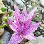 Colchicum variegatum 花