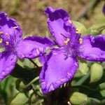 Tradescantia virginianaKvět