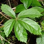 Parthenocissus quinquefolia Ліст