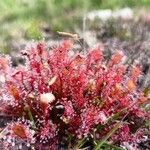 Drosera intermedia Lapas