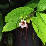 Strophanthus preussii Flower