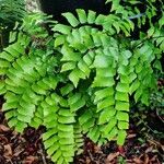 Adiantum trapeziforme पत्ता