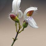 Keckiella breviflora Flower