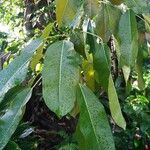 Ficus virens List