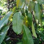 Ficus virens Leaf