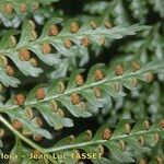 Culcita macrocarpa その他の提案