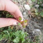 Chenopodium rubrum Tervik taim