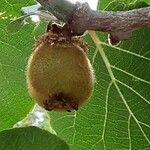 Actinidia chinensis Fruit