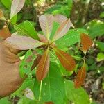 Rauvolfia viridis Feuille