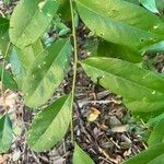 Capparis flexuosa Leaf