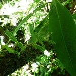 Bulbophyllum minutum Habitat