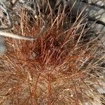 Parodia aureicentra 其他