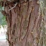 Thuja occidentalis Bark