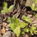 Galium circaezans Leaf