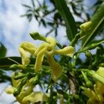 Tabernaemontana persicariifolia Flower